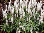 Tiarella 'Candy Striper' | Schuimbloem, Perzische muts
