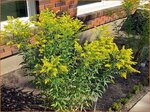 Solidago 'Laurin' | Guldenroede