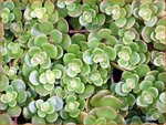 Sedum spurium | Hemelsleutel, Vetkruid