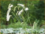 Sanguisorba tenuifolia 'Parviflora' | Pimpernel, Sorbenkruid | Hoher Wiesenknopf