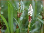 Persicaria vivipara | Knolduizendknoop, Broedbistorta, Levendbarende duizendknoop, Duizendknoop | Kn&ouml;llchen-Wiesenkn&ouml;terich |