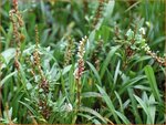 Persicaria vivipara | Knolduizendknoop, Broedbistorta, Levendbarende duizendknoop, Duizendknoop | Kn&ouml;llchen-Wiesenkn&ouml;terich |