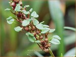 Persicaria vivipara | Knolduizendknoop, Broedbistorta, Levendbarende duizendknoop, Duizendknoop | Kn&ouml;llchen-Wiesenkn&ouml;terich |