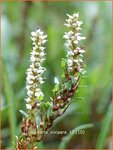 Persicaria vivipara | Knolduizendknoop, Broedbistorta, Levendbarende duizendknoop, Duizendknoop | Kn&ouml;llchen-Wiesenkn&ouml;terich |