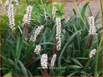 Persicaria vivipara | Knolduizendknoop, Broedbistorta, Levendbarende duizendknoop, Duizendknoop | Kn&ouml;llchen-Wiesenkn&ouml;terich |