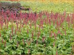 Persicaria amplexicaulis 'Seven Oaks Village' | Duizendknoop, Adderwortel