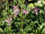 Lychnis flos-cuculi | Echte koekoeksbloem, Koekoeksbloem | Kuckucks-Lichtnelke