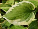vHosta 'Pilgrim' | Hartlelie, Funkia