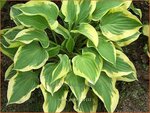 vHosta 'Pilgrim' | Hartlelie, Funkia