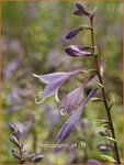 vHosta 'Pilgrim' | Hartlelie, Funkia