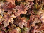 Heucherella 'Brass Lantern'