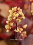 Heuchera 'Blondie' | Purperklokje