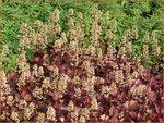 Heuchera 'Blondie' | Purperklokje