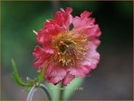Geum 'Bell Bank' | Nagelkruid