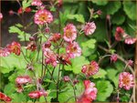 Geum 'Bell Bank' | Nagelkruid