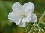 Geranium pratense 'Laura' | Beemdooievaarsbek, Ooievaarsbek, Tuingeranium