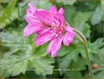 Geranium oxonianum 'Southcombe Double' | Ooievaarsbek, Tuingeranium
