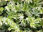 Fatsia japonica 'Spider's Web' | Vingerplant | Zimmeraralie | Fatsi