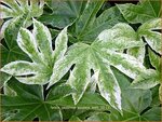 Fatsia japonica 'Spider's Web' | Vingerplant | Zimmeraralie | Fatsi
