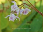 Epimedium grandiflorum 'Akebono' | Elfenbloem