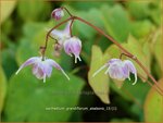 Epimedium grandiflorum 'Akebono' | Elfenbloem