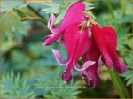 Dicentra 'Red Fountain' | Gebroken hartje, Tranend hartje | Herzblume