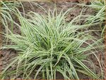 Carex oshimensis 'Everest' | Zegge
