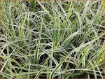 Carex oshimensis 'Everest' | Zegge