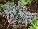 Athyrium niponicum 'Burgundy Lace' | Japanse regenboogvaren