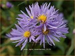 Aster laevis 'Novemberblau' | Gladde aster, Aster