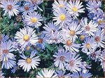Aster 'Wood's Light Blue' | Aster