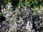 Aster cordifolius 'Bluetenregen' | Aster
