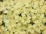 Achillea millefolium 'Hella Glashoff' | Duizendblad | Gew&ouml;hnliche Schafgarbe