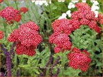 Achillea millefolium 'Red Velvet' | Duizendblad | Gewöhnliche Schafgarbe