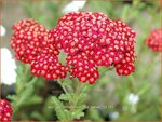 Achillea millefolium 'Red Velvet' | Duizendblad | Gewöhnliche Schafgarbe