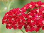 Achillea millefolium 'Red Velvet' | Duizendblad | Gewöhnliche Schafgarbe