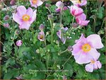 Anemone hupehensis 'Little Princess' | Anemoon, Herfstanemoon, Japanse anemoon