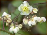Epimedium pubigerum | Elfenbloem