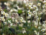 Epimedium pubigerum | Elfenbloem