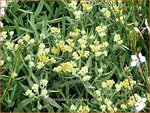 Helichrysum 'Schwefellicht' | Strobloem