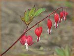 Dicentra spectabilis 'Valentine' | Gebroken hartje, Tranend hartje