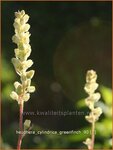 Heuchera cylindrica 'Greenfinch' | Purperklokje