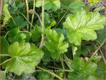 Heuchera cylindrica 'Greenfinch' | Purperklokje
