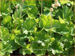 Heuchera cylindrica 'Greenfinch' | Purperklokje