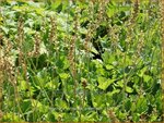 Heuchera cylindrica 'Greenfinch' | Purperklokje