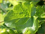 Heuchera cylindrica 'Greenfinch' | Purperklokje
