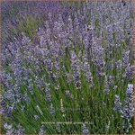 Lavandula intermedia 'Grosso' | Lavandin, Lavendel