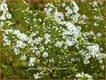 Aster ericoides 'Schneegitter' | Heideaster, Sluieraster, Aster | Heide-Aster