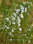Aster ericoides 'Schneegitter' | Heideaster, Sluieraster, Aster | Heide-Aster
