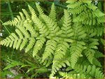 Dryopteris carthusiana | Smalle stekelvaren